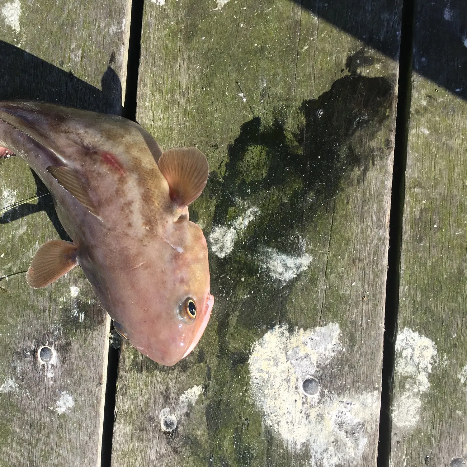 The most recent Rock cod catches on Fishbrain
