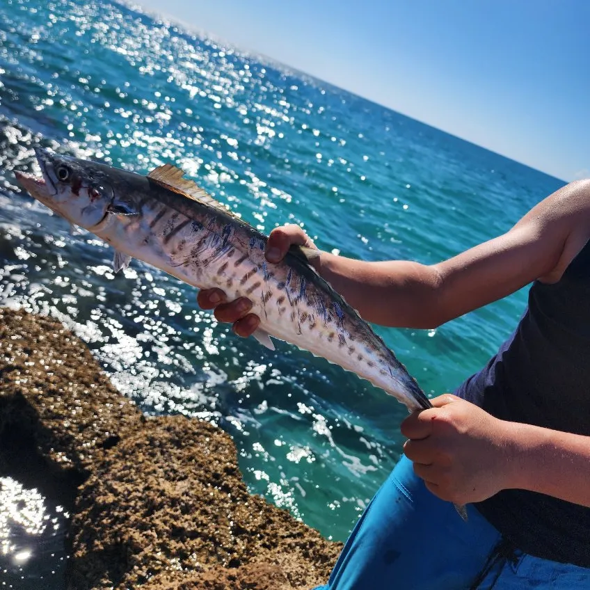 Narrow-barred Spanish mackerel caught on Fishbrain