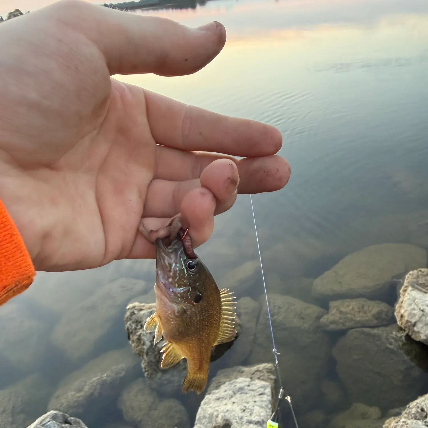 Green sunfish caught on Fishbrain