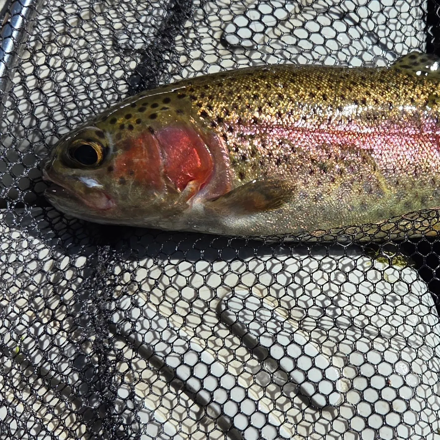 Cutbow caught on Fishbrain