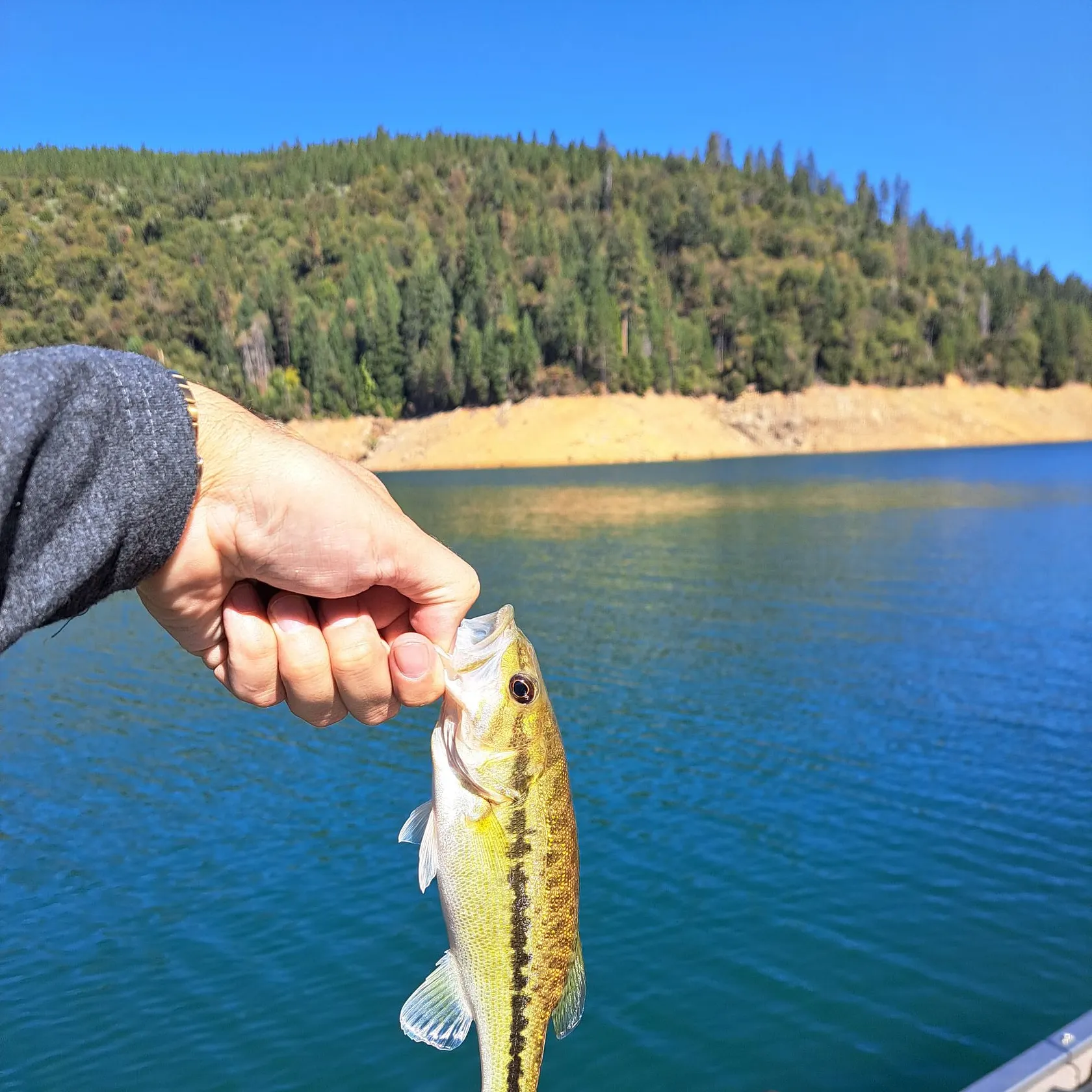 Spotted bass caught on Fishbrain
