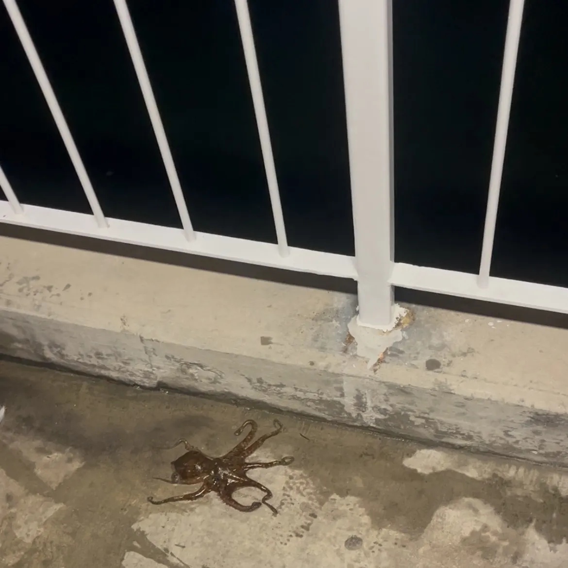 The most recent Hammer octopus catches on Fishbrain