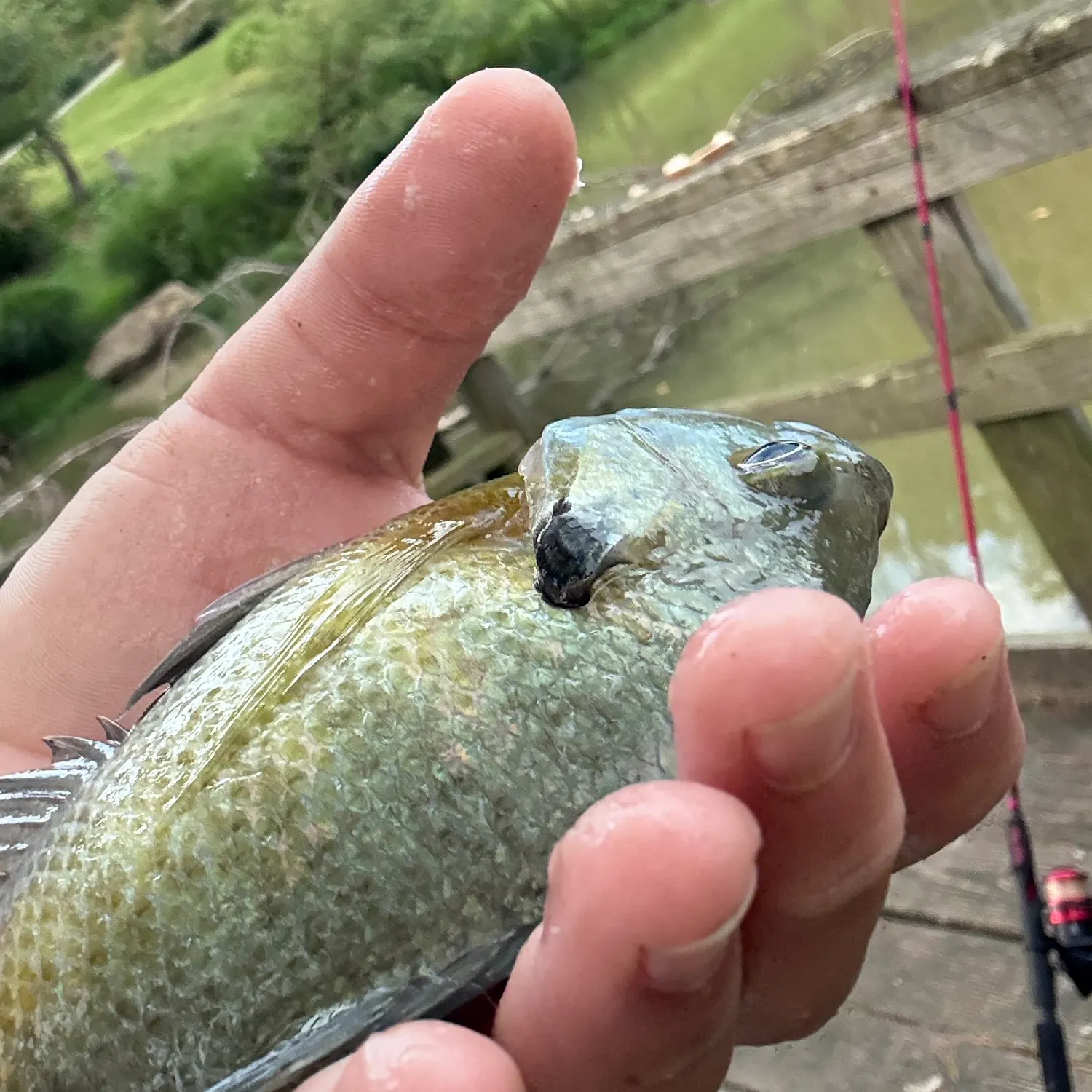 Bluegill caught on Fishbrain