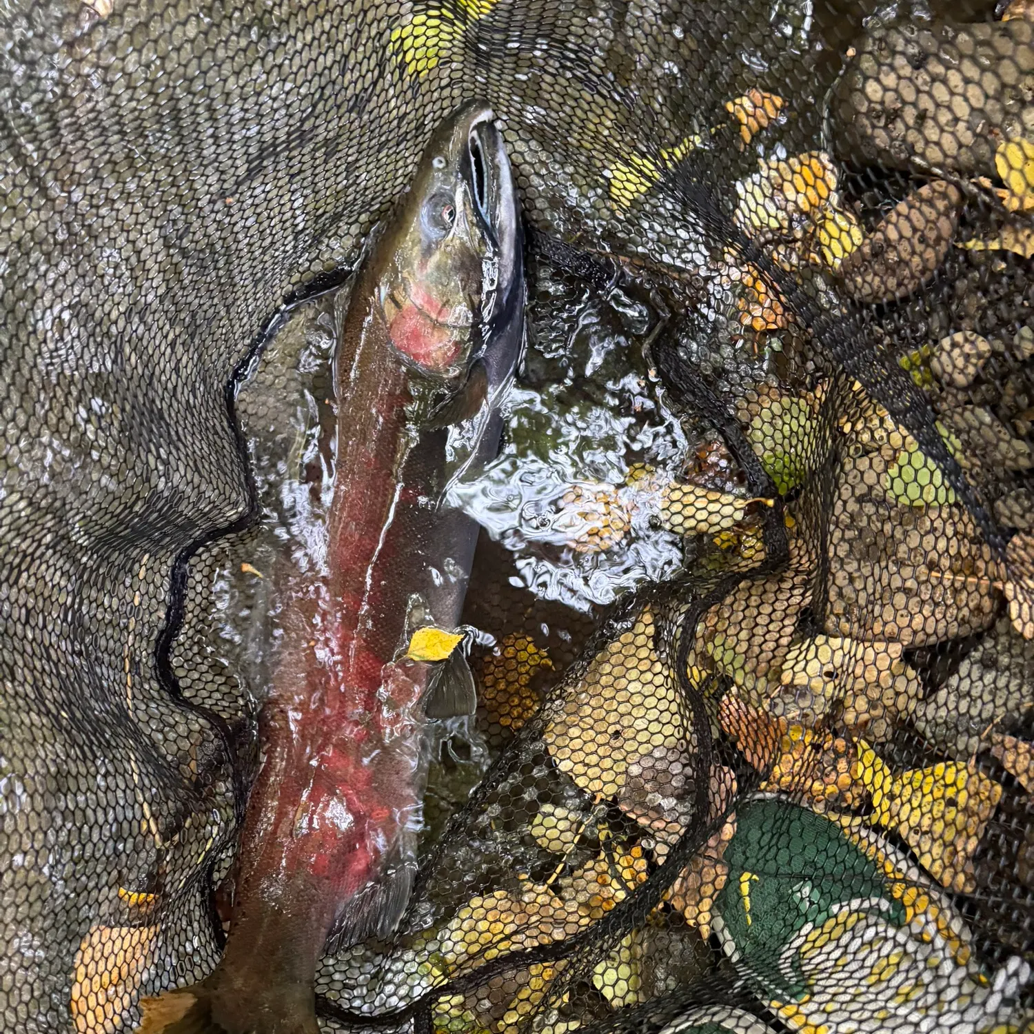Coho salmon caught on Fishbrain