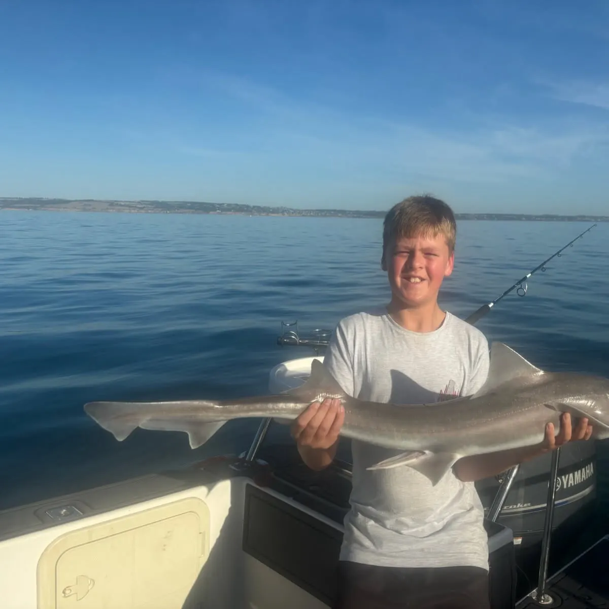 The most recent Gummy shark catches on Fishbrain