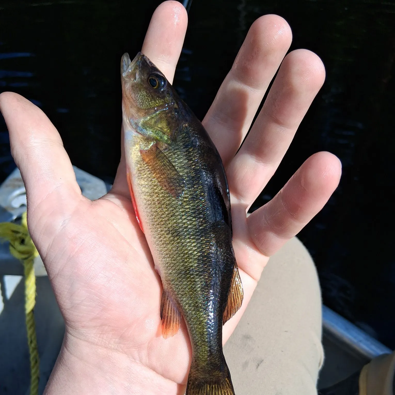 Yellow perch caught on Fishbrain