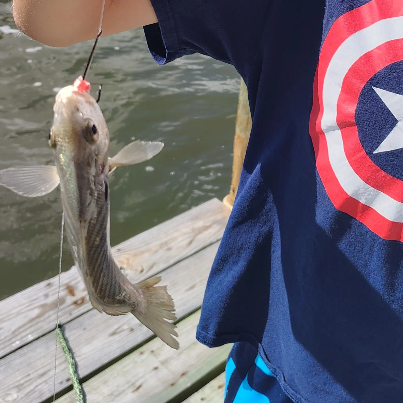 Spot croaker caught on Fishbrain