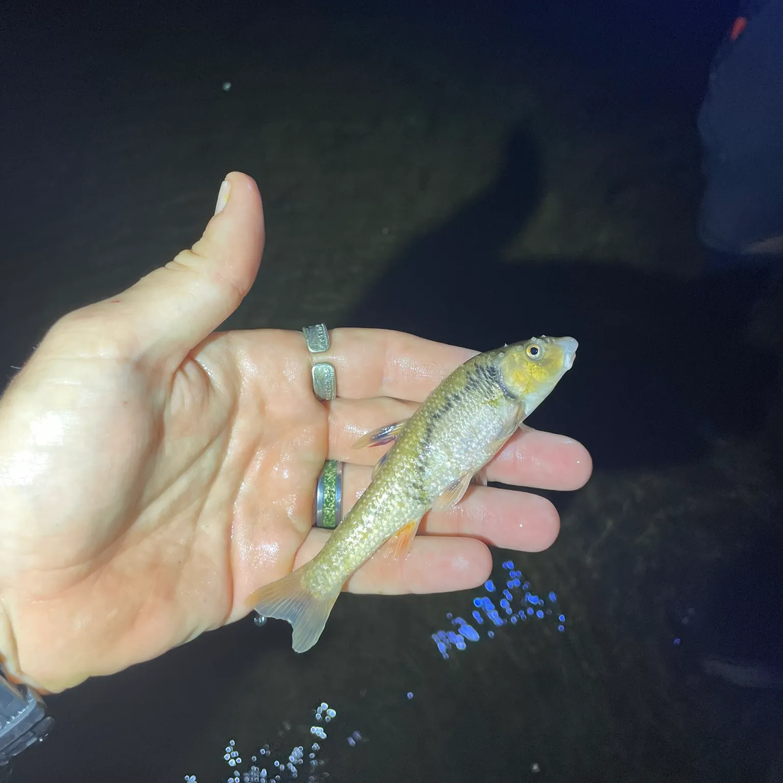 The most recent Central stoneroller catches on Fishbrain