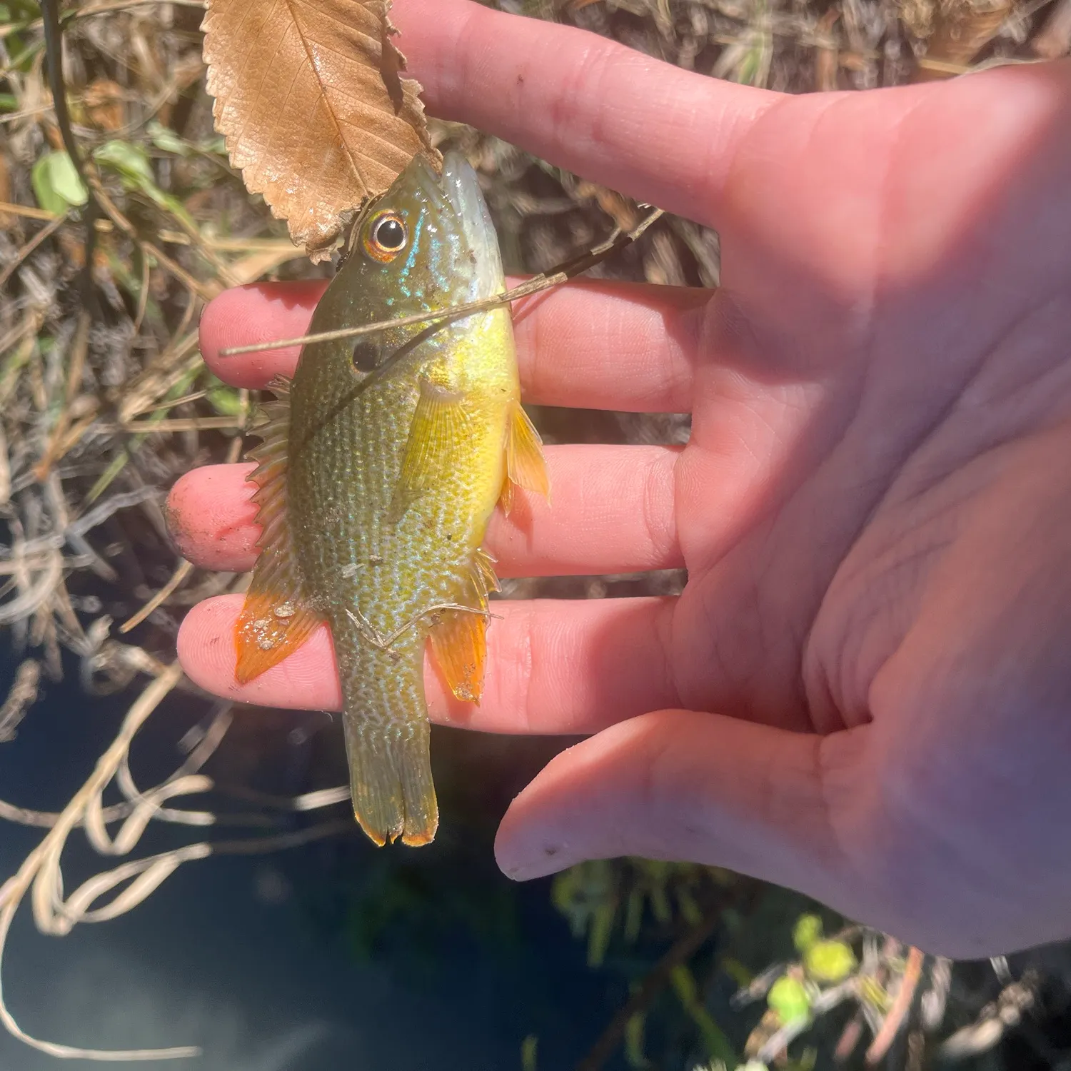 Green sunfish caught on Fishbrain