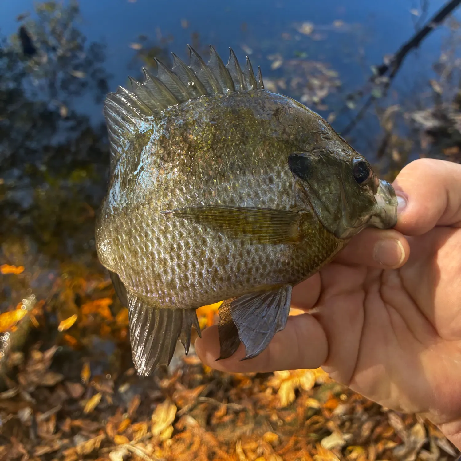 Bluegill caught on Fishbrain