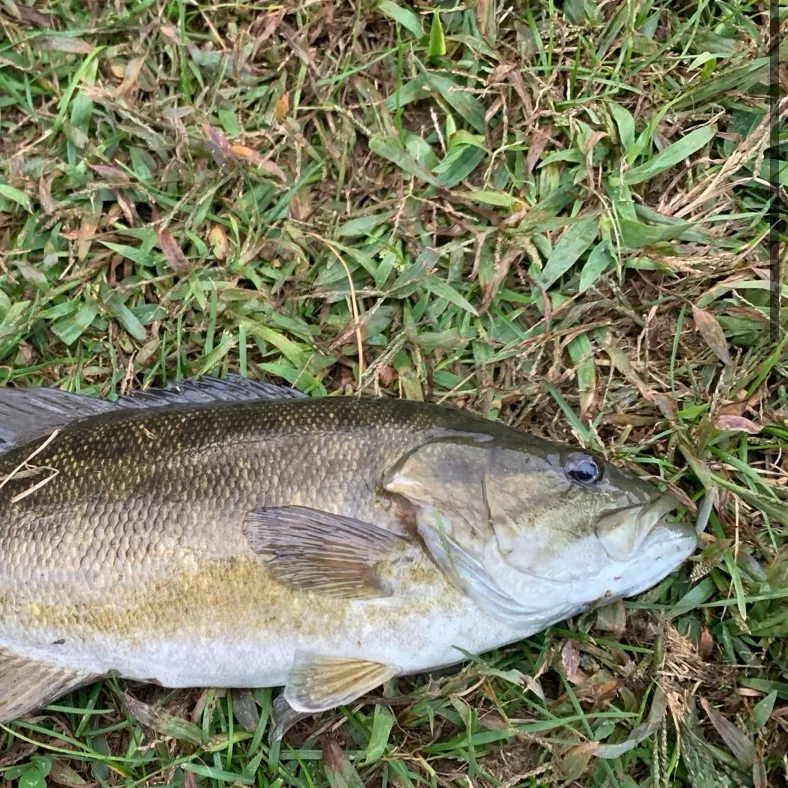 Smallmouth bass caught on Fishbrain