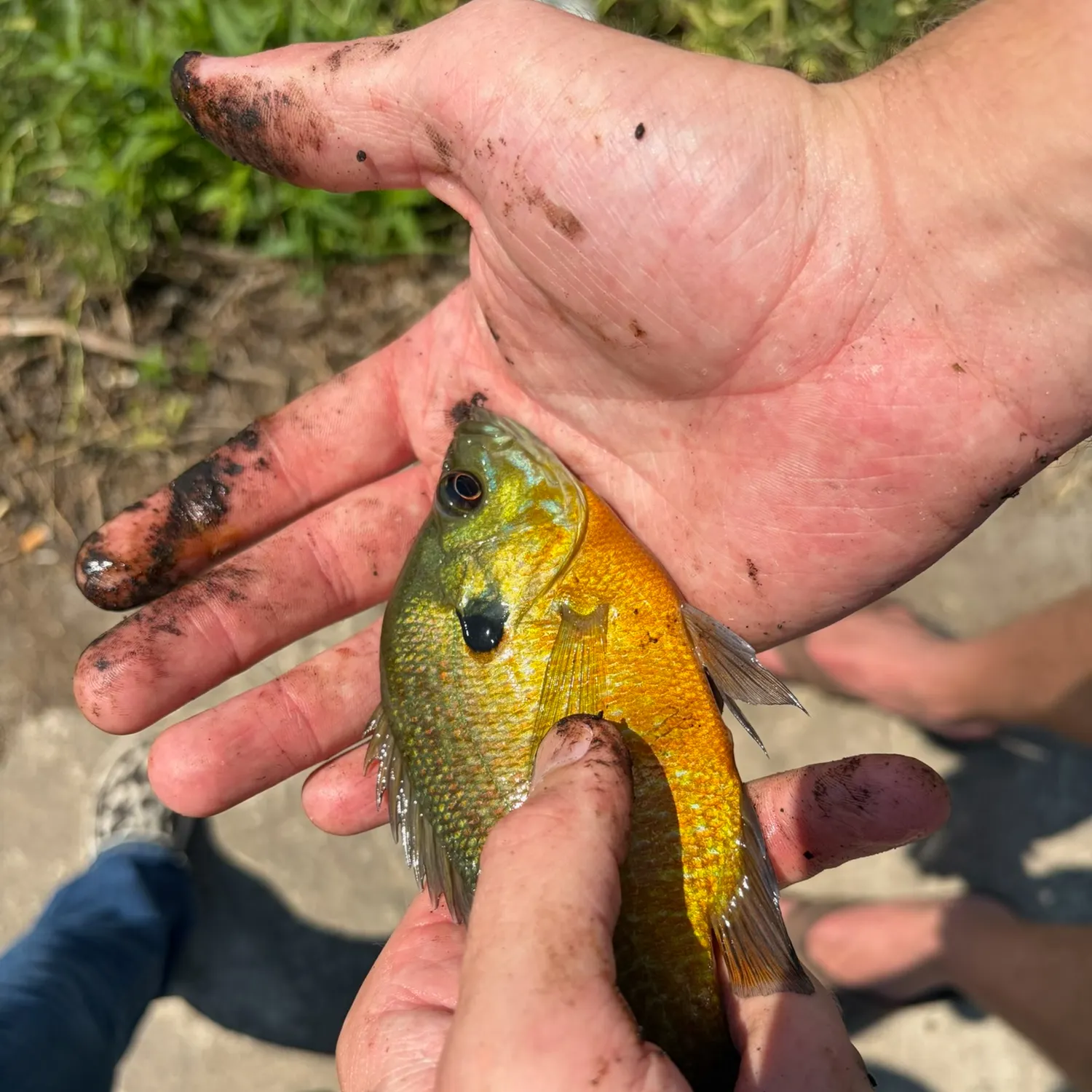 Bluegill caught on Fishbrain