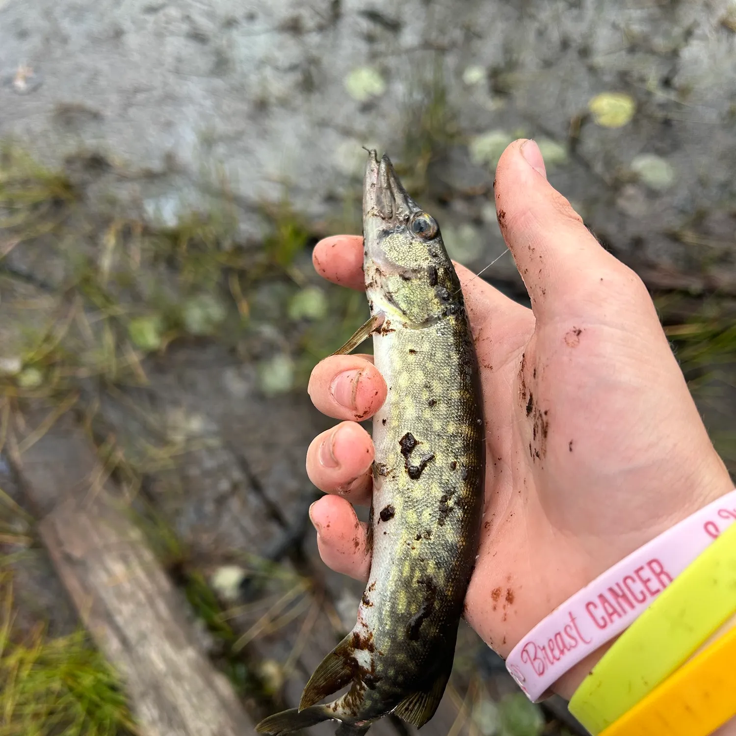 Fish caught on Fishbrain