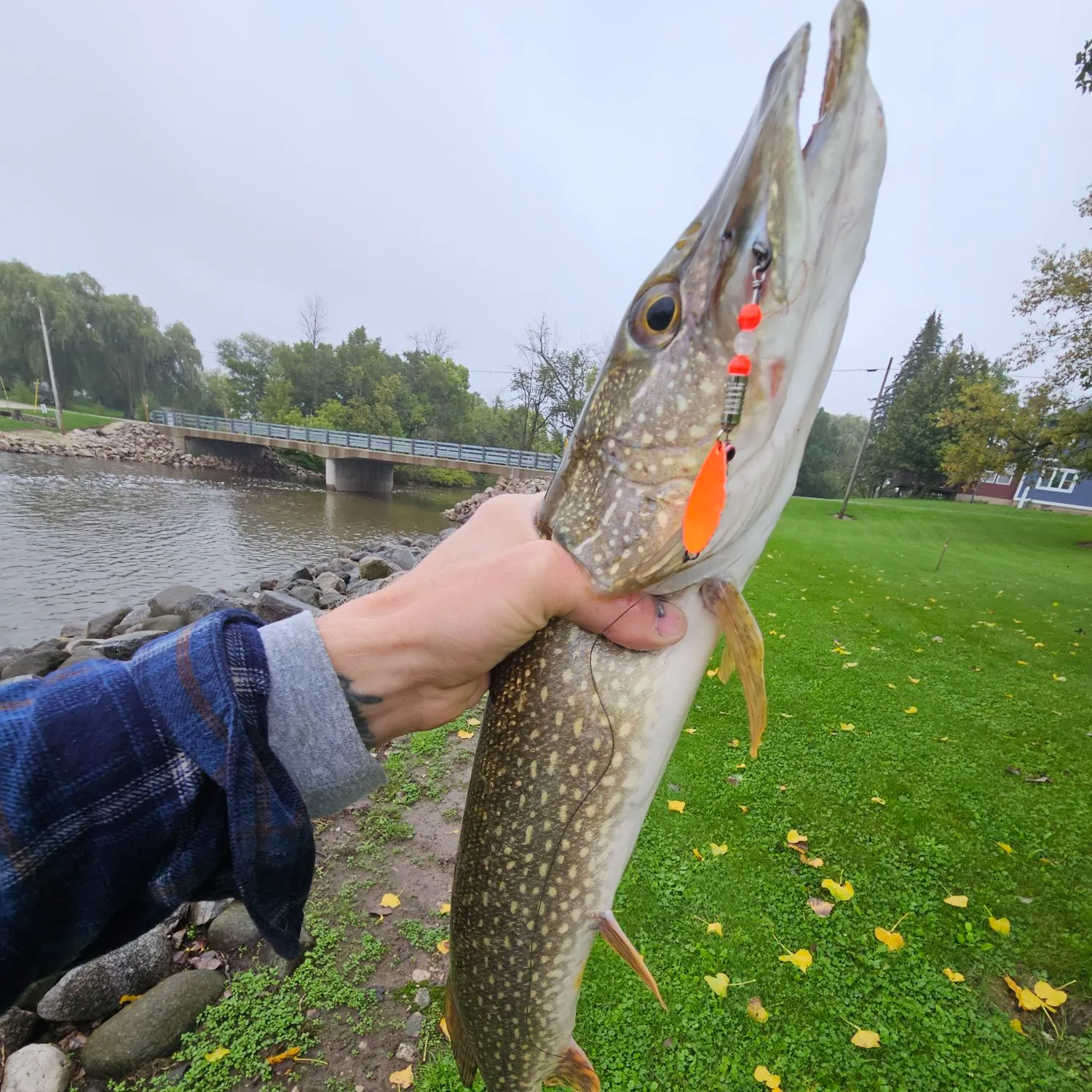 Northern pike caught on Fishbrain