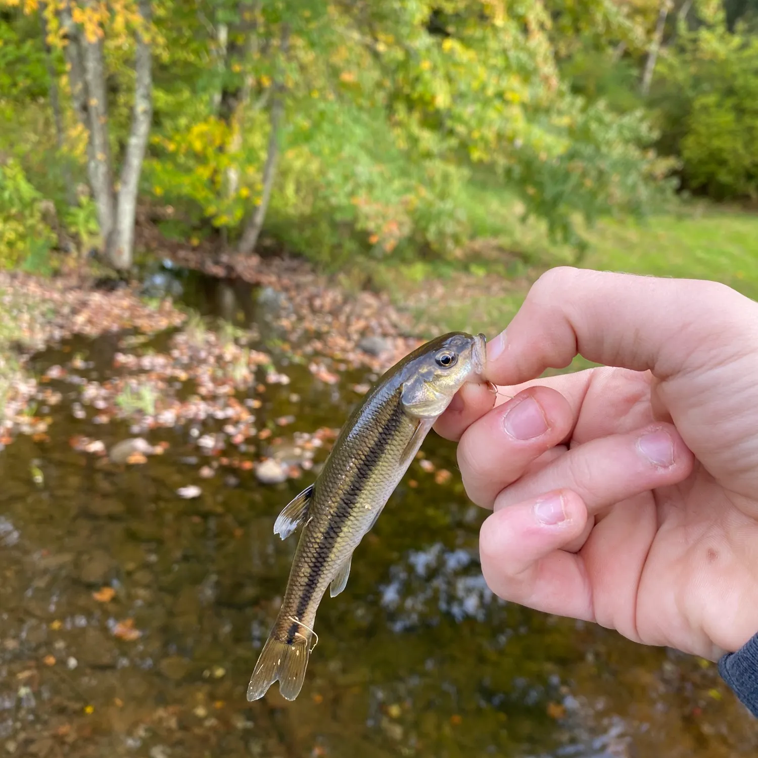 Creek chub caught on Fishbrain