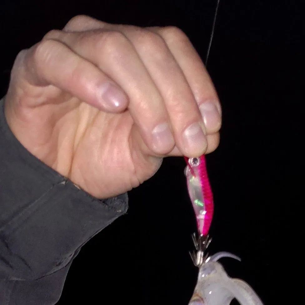 The most recent Longfin inshore squid catches on Fishbrain