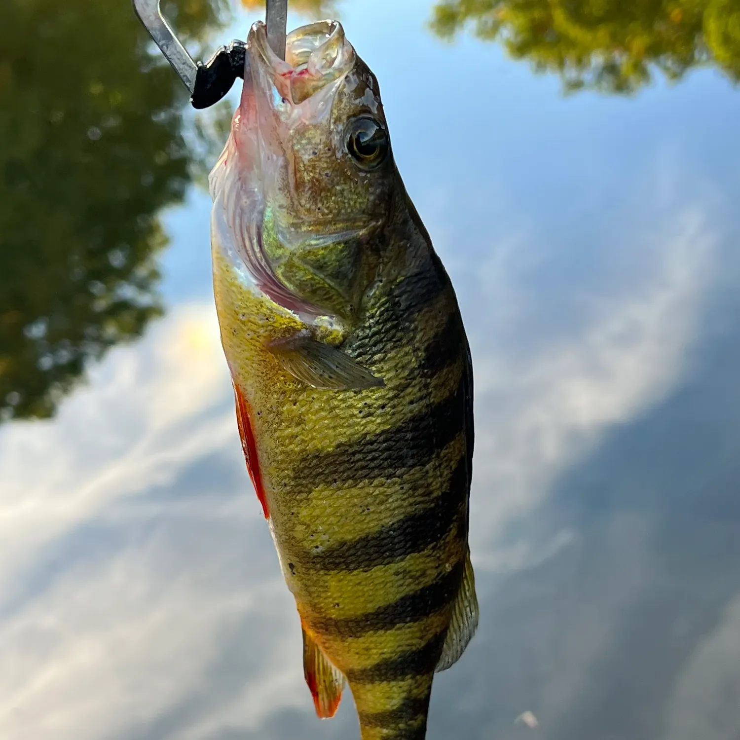 Yellow perch caught on Fishbrain