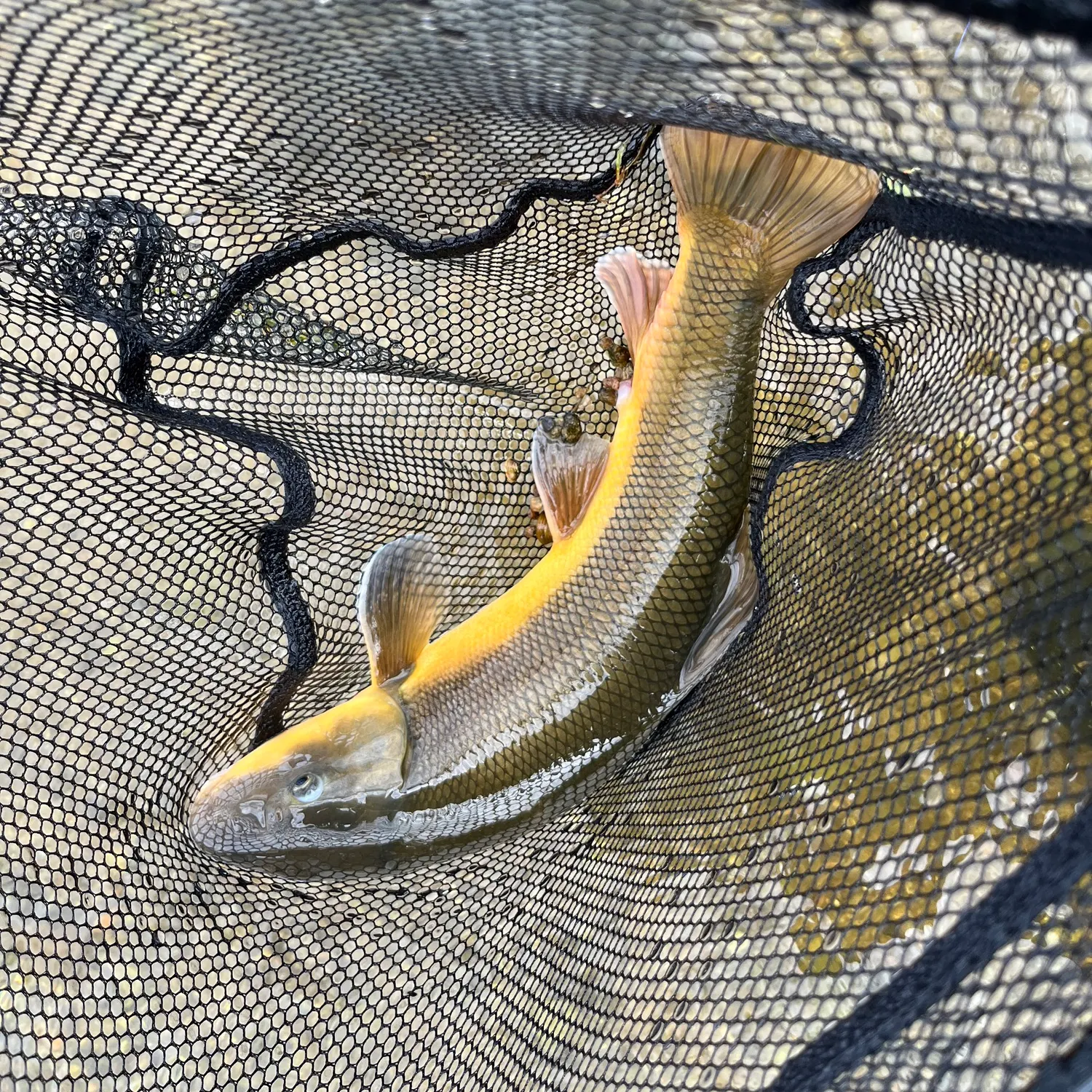 The most recent Sonora sucker catches on Fishbrain