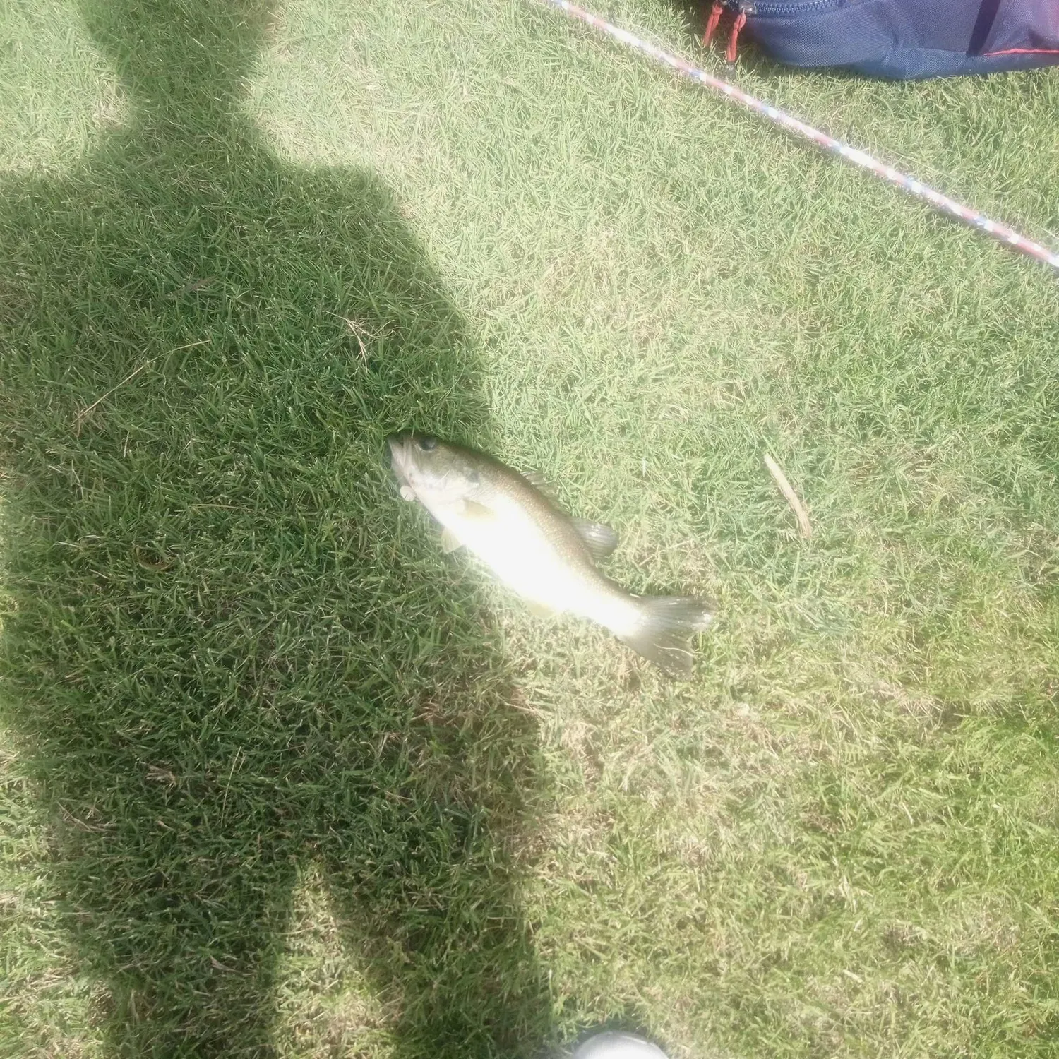 The most recent Haller's round ray catches on Fishbrain