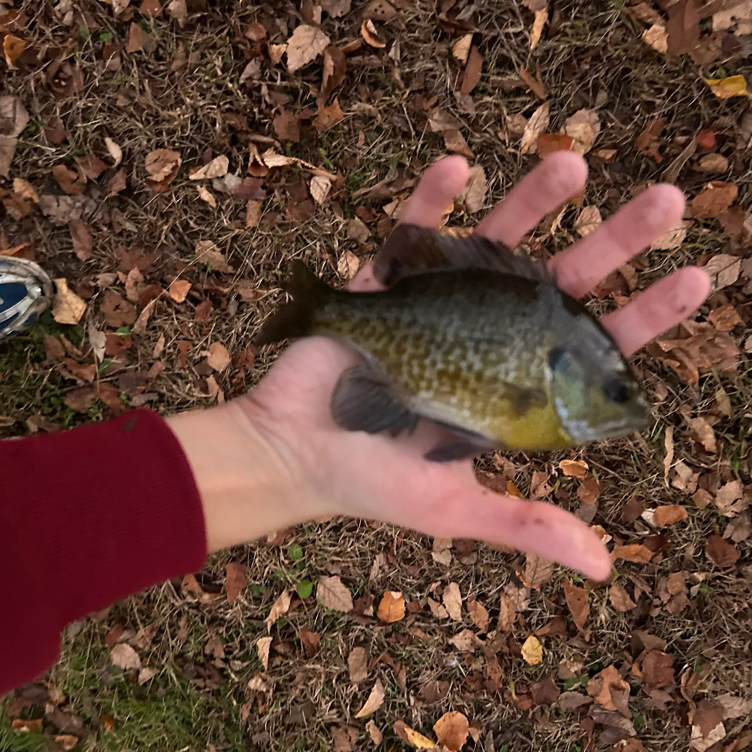 Bluegill caught on Fishbrain