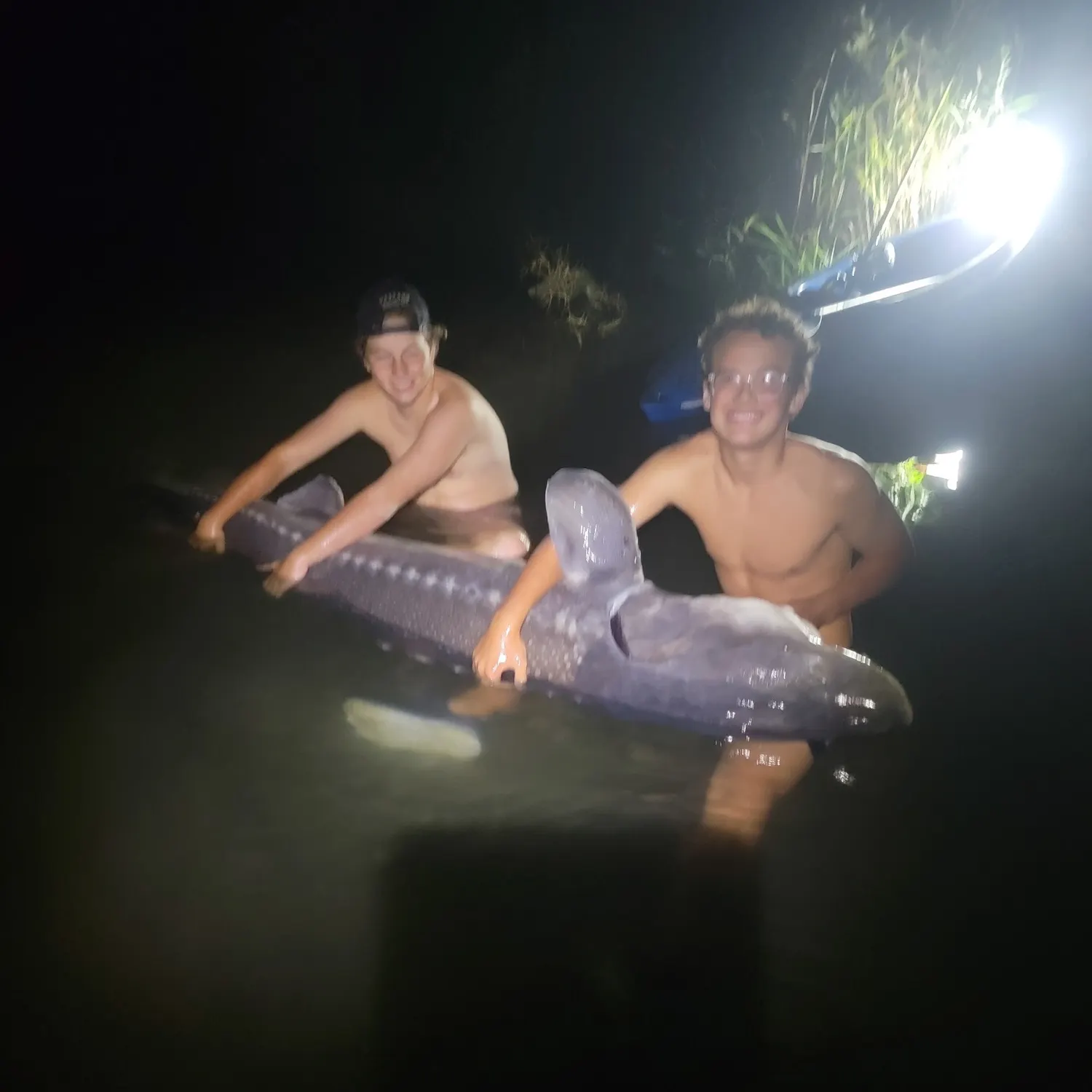 White sturgeon caught on Fishbrain