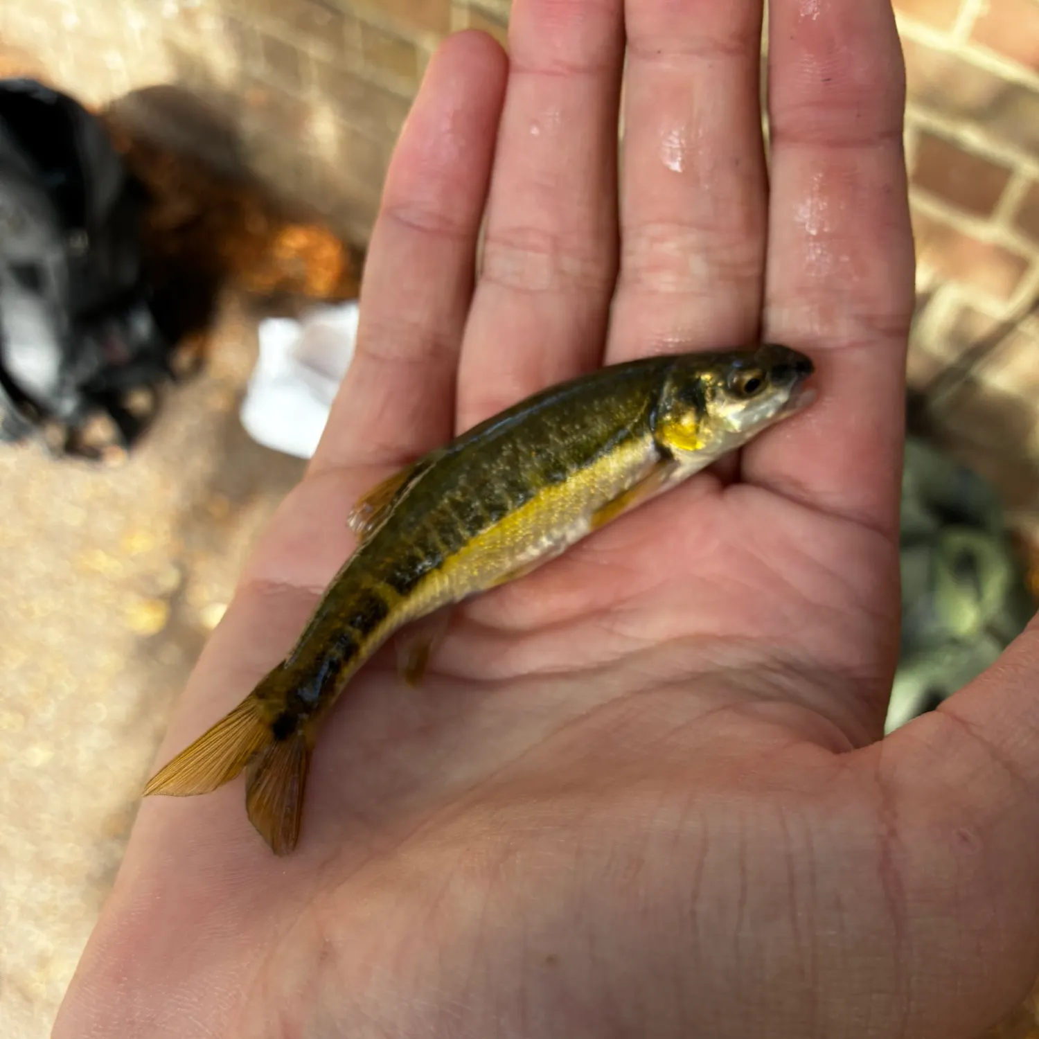 The most recent Eurasian minnow catches on Fishbrain