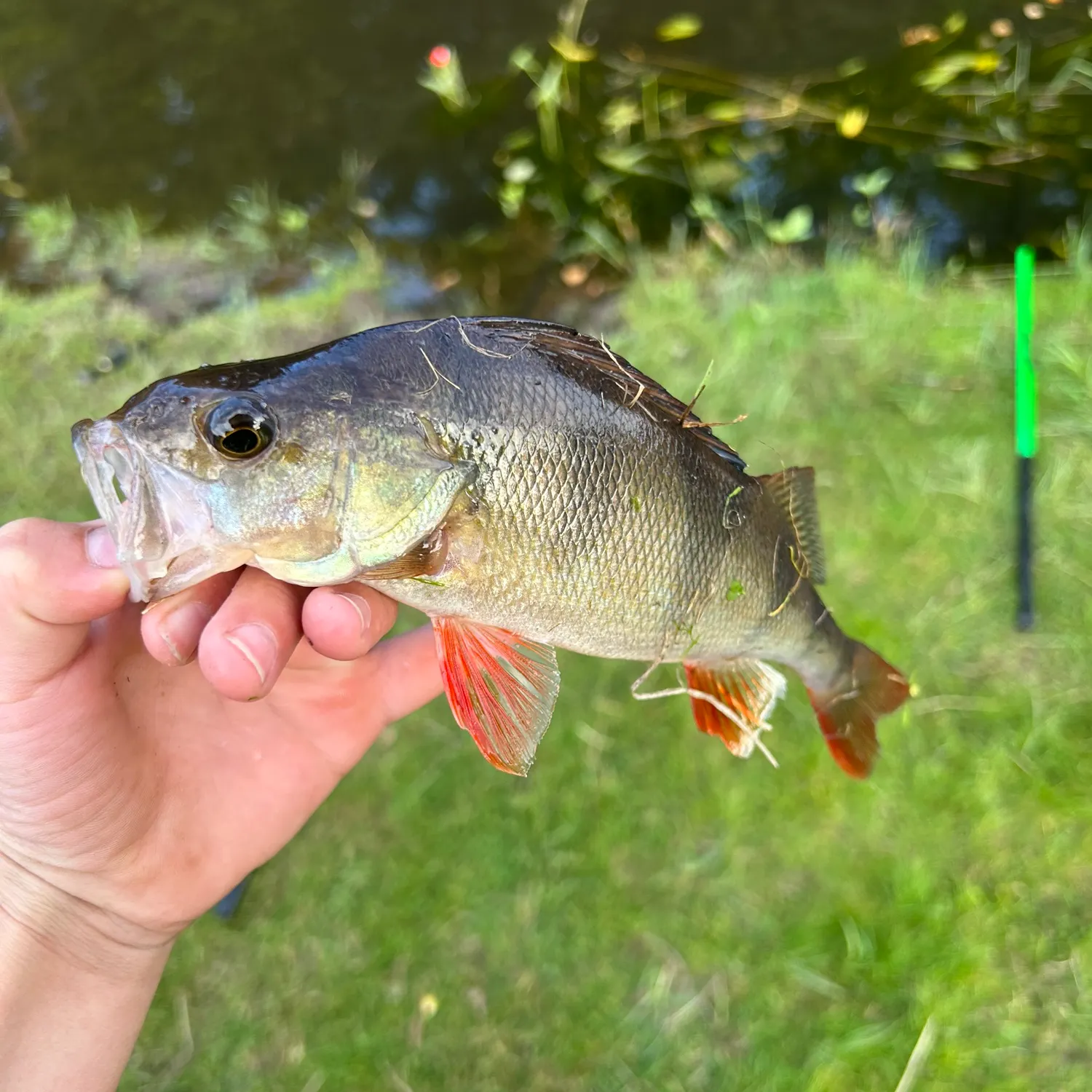 European perch caught on Fishbrain