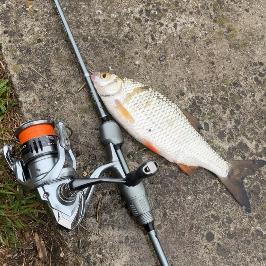 Common roach caught on Fishbrain