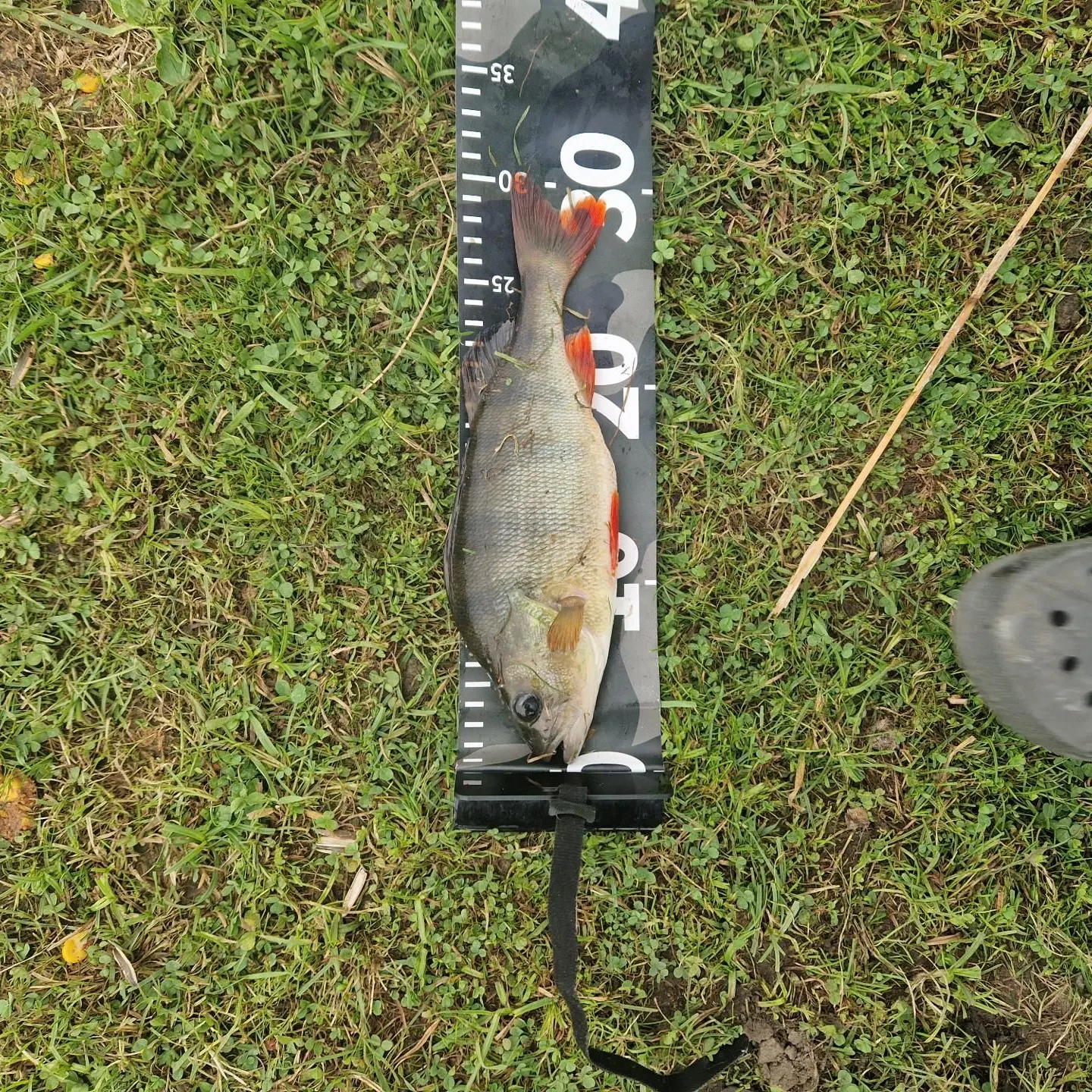 European perch caught on Fishbrain