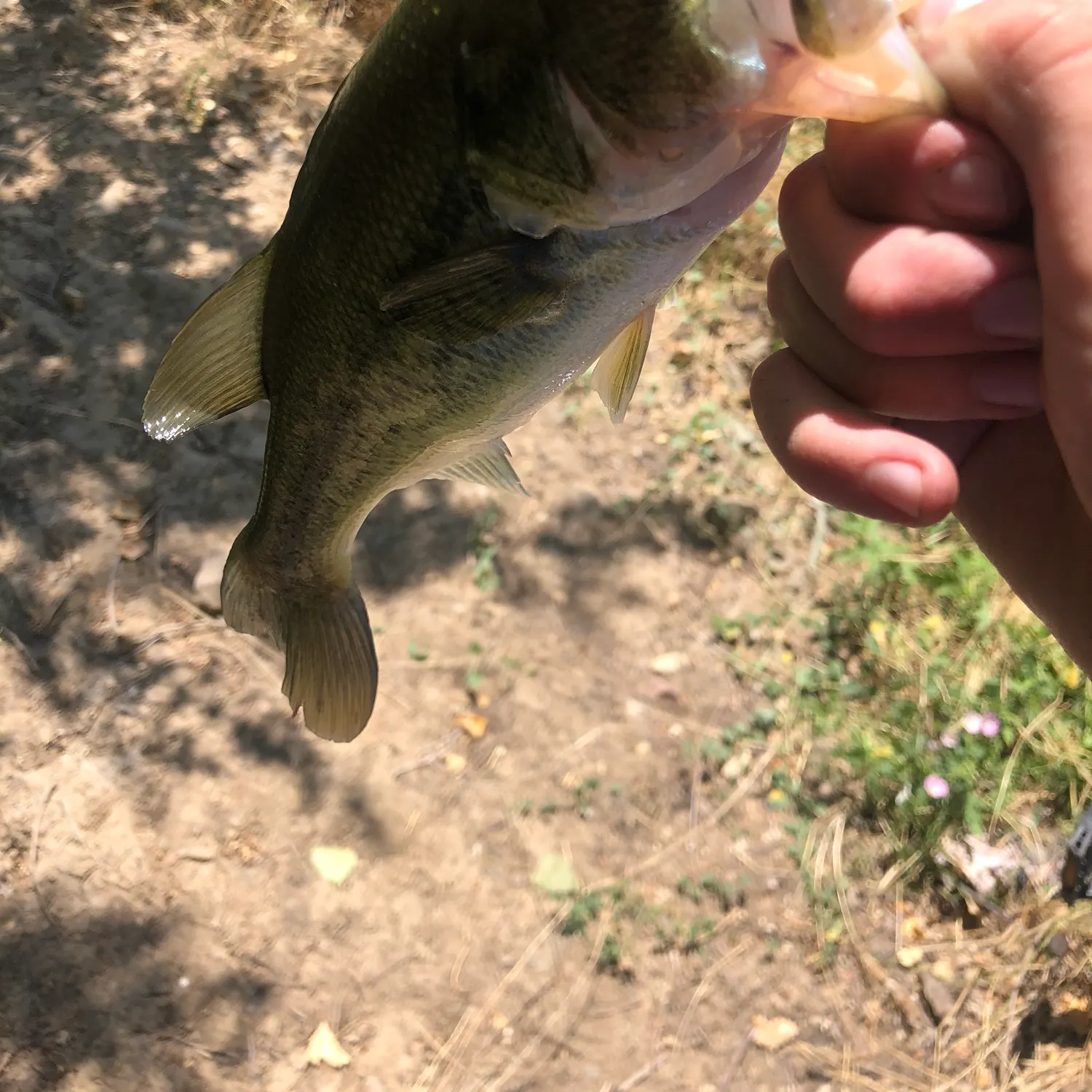 The most recent Largemouth bass catches on Fishbrain