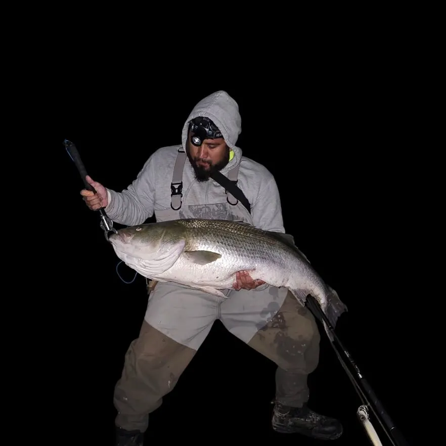 Striped bass caught on Fishbrain