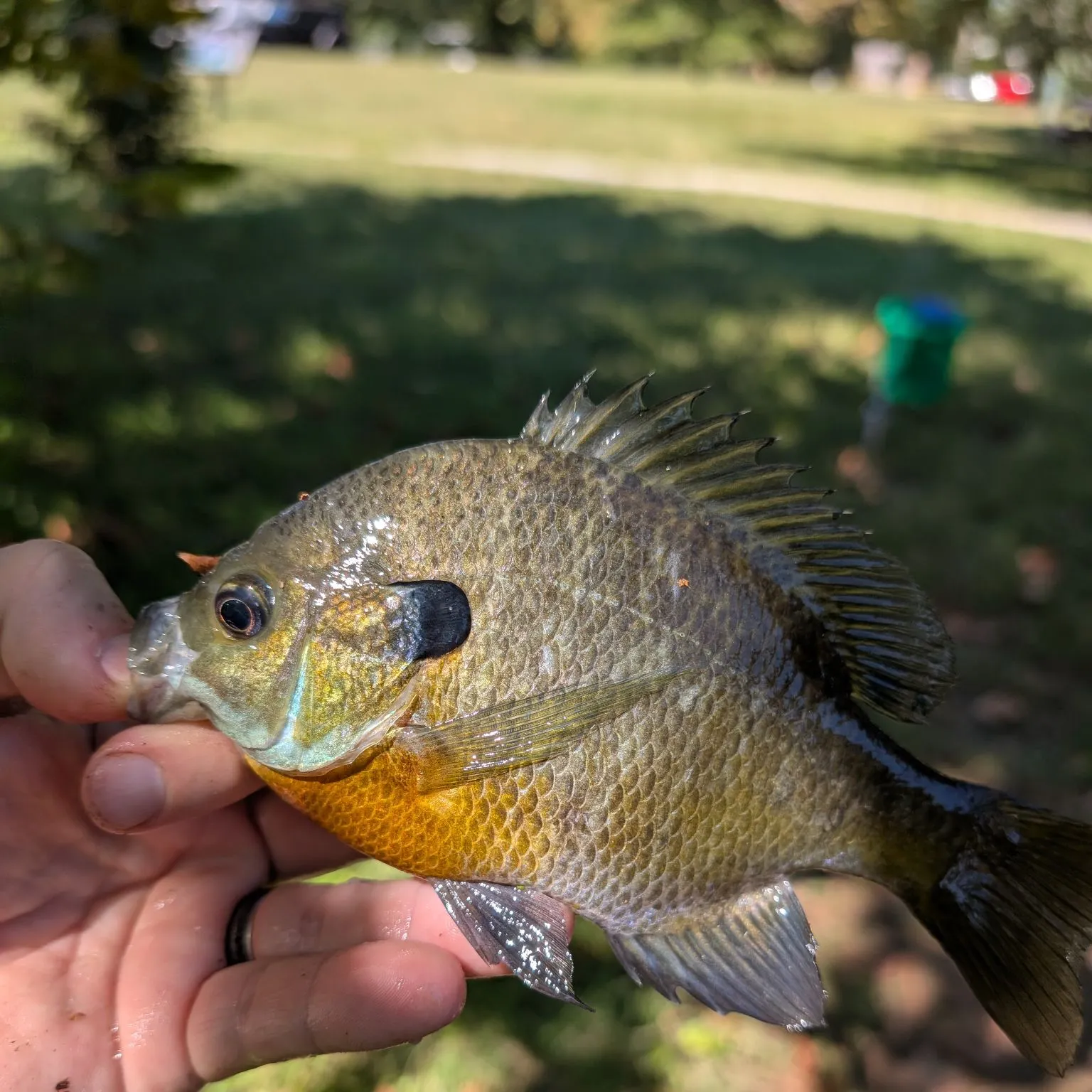 Bluegill caught on Fishbrain