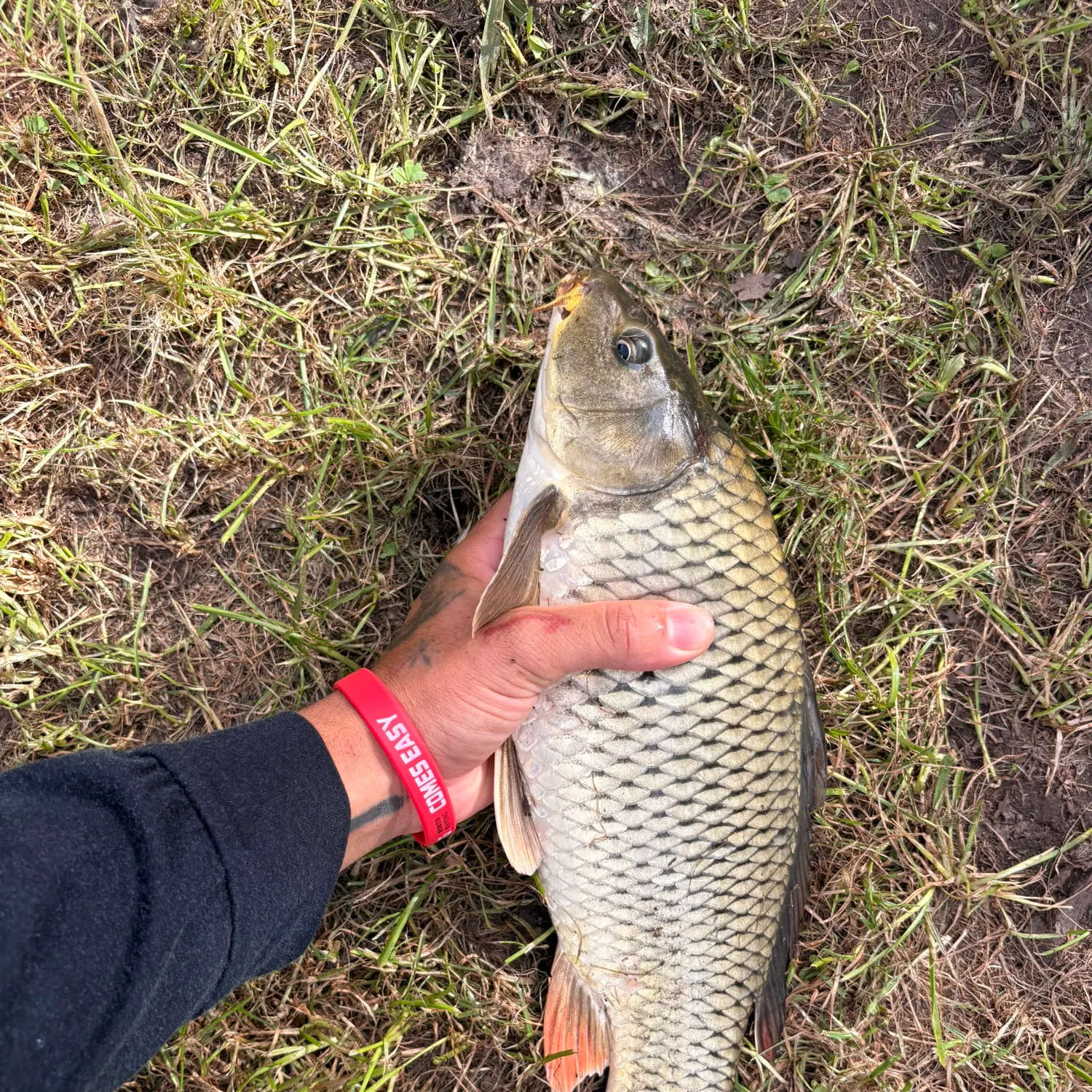 Common carp caught on Fishbrain