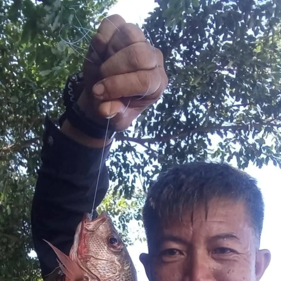 The most recent Mangrove red snapper catches on Fishbrain
