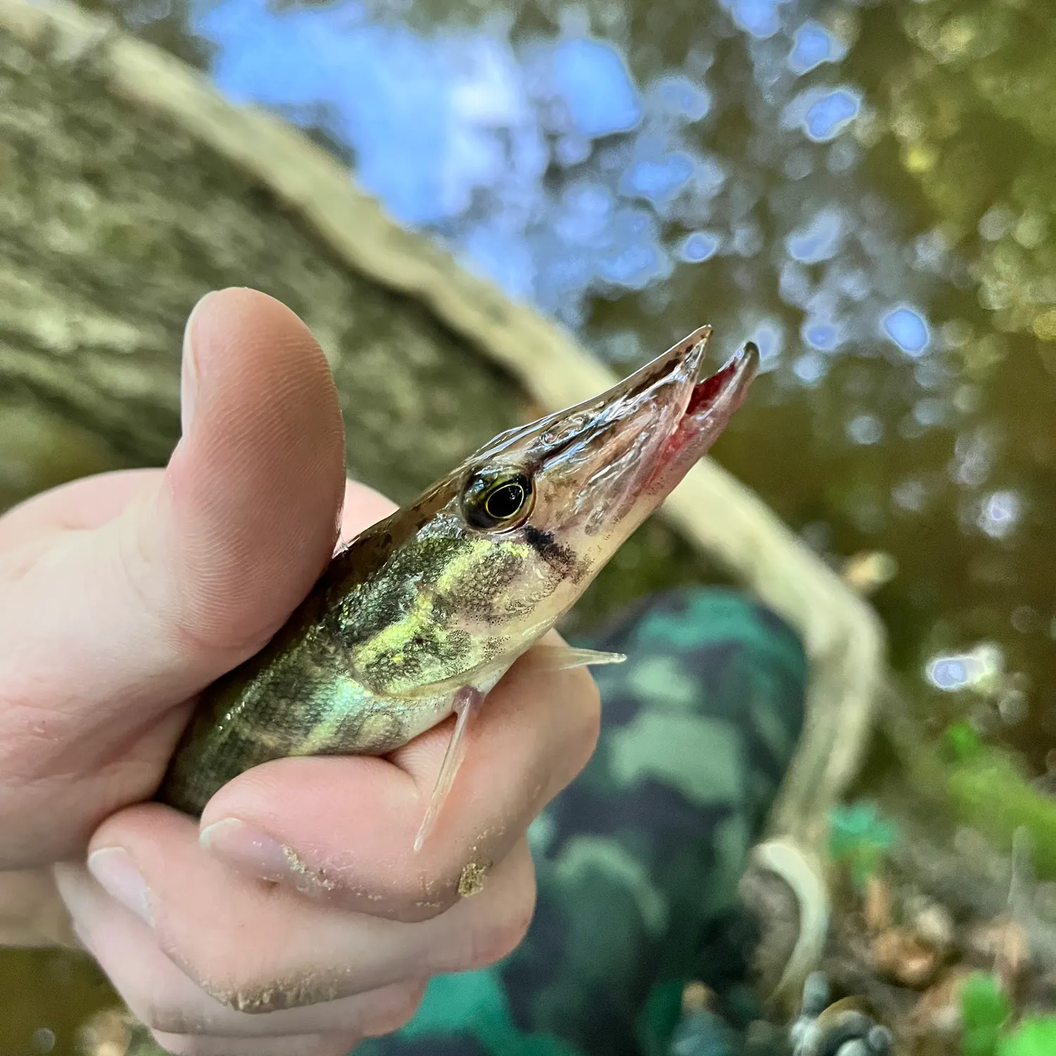 catch