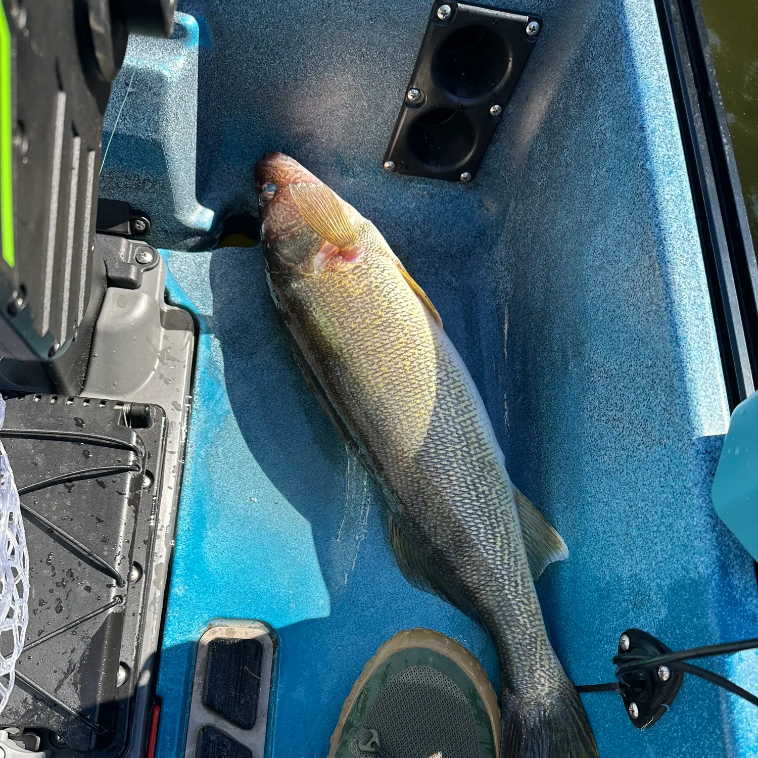 Walleye caught on Fishbrain