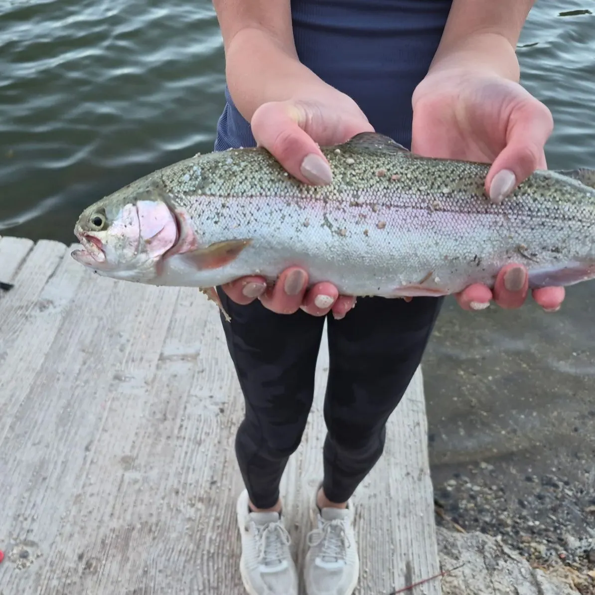 Rainbow trout caught on Fishbrain