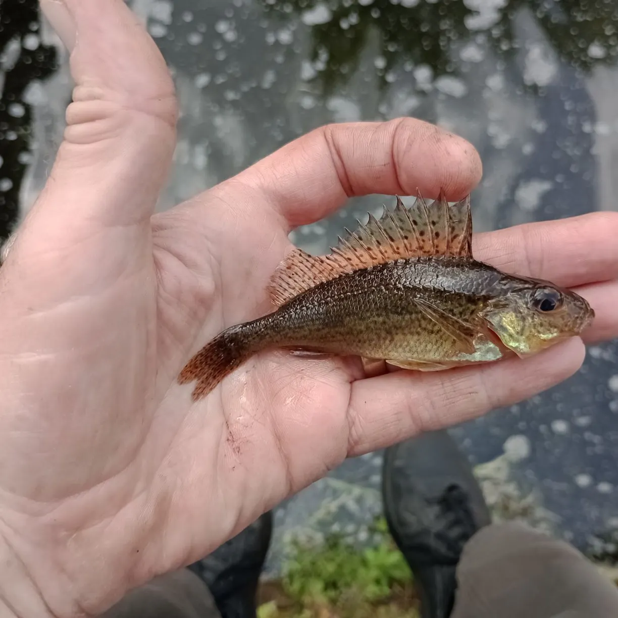 most liked catch image