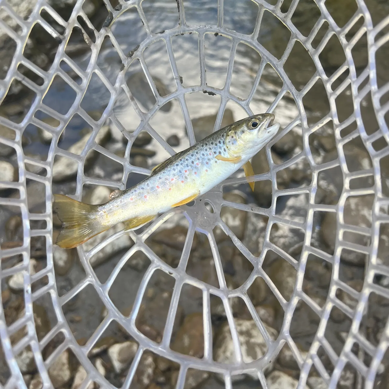 Brown trout caught on Fishbrain