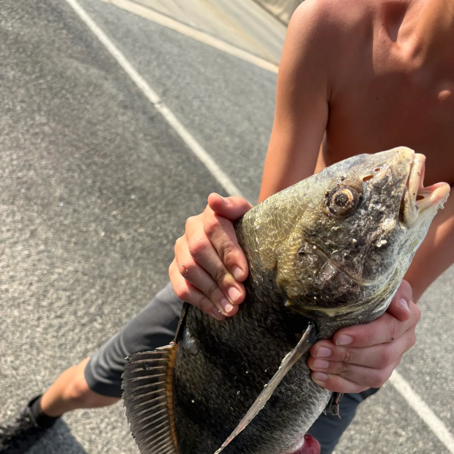 Black drum caught on Fishbrain