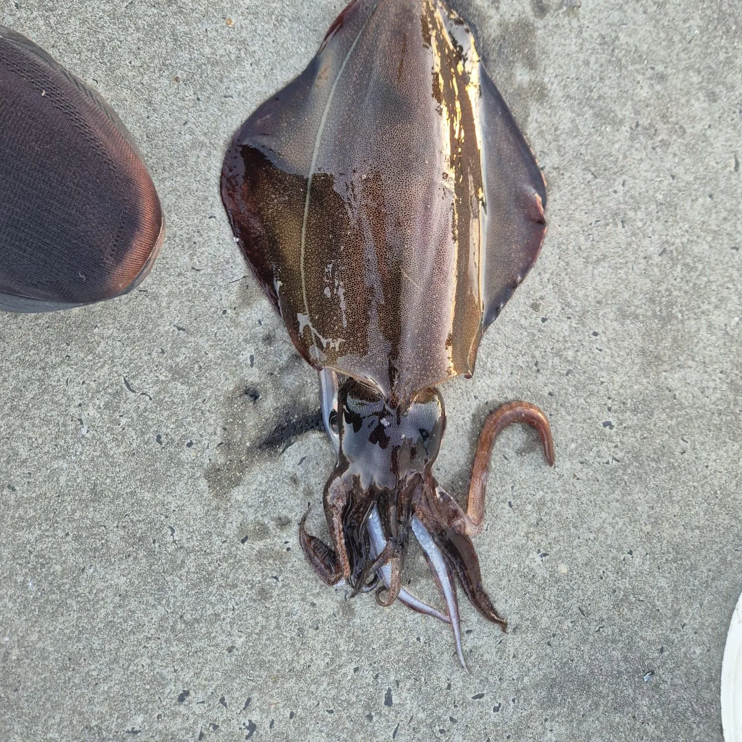 Southern calamari caught on Fishbrain