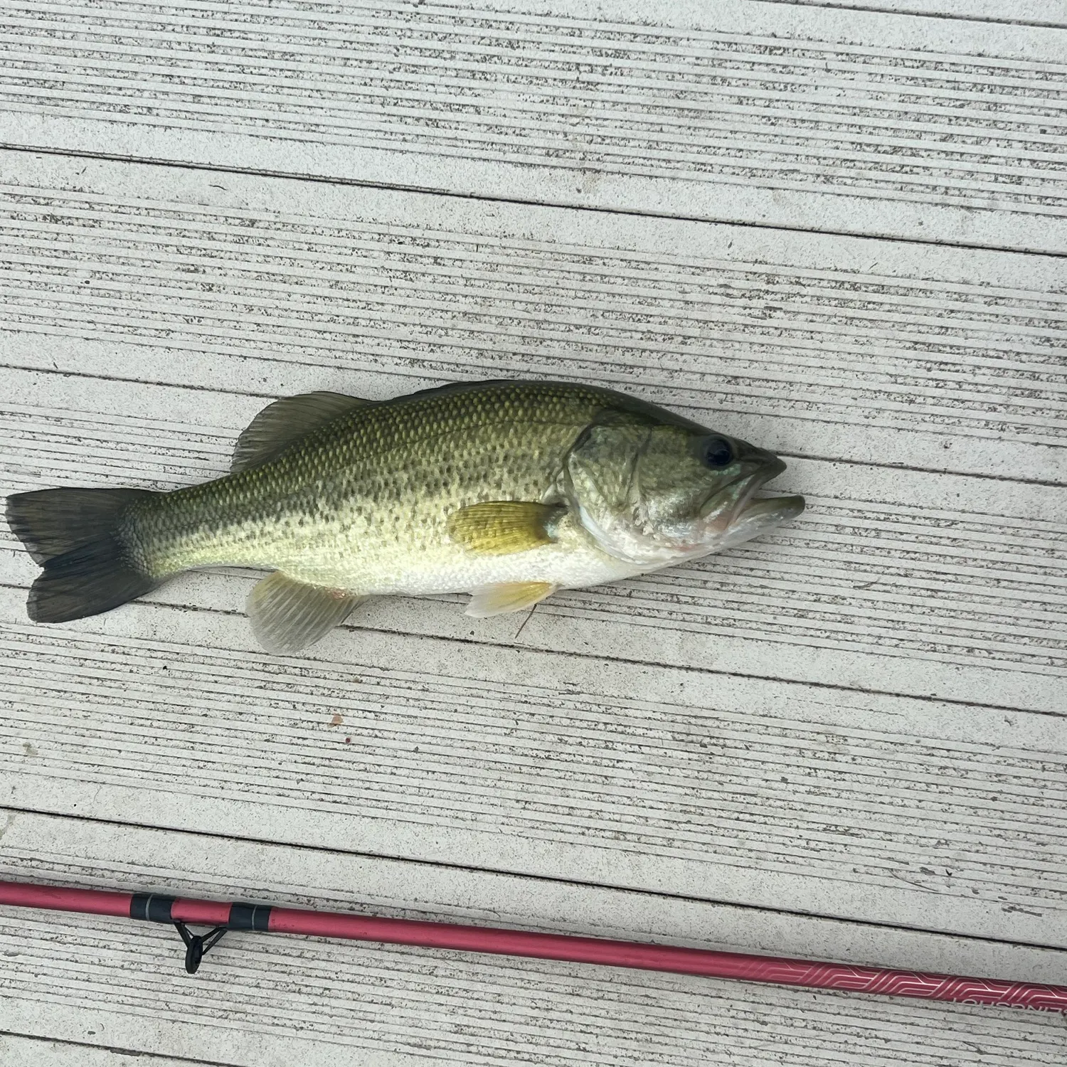 Largemouth bass caught on Fishbrain
