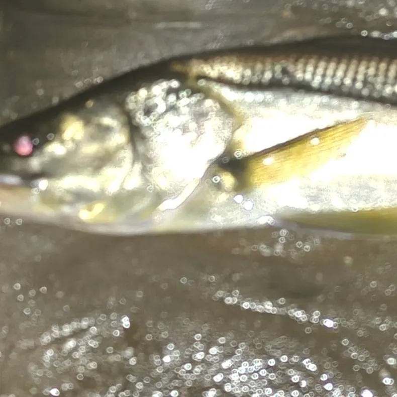 Common snook caught on Fishbrain
