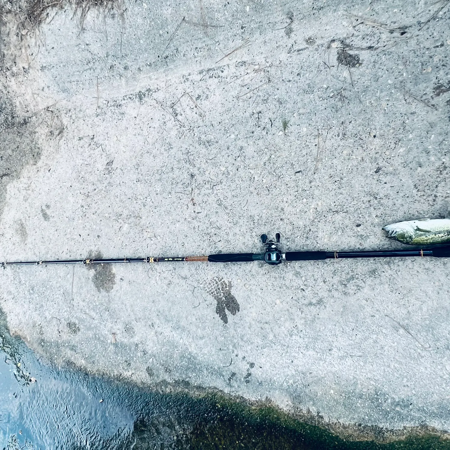 Largemouth bass caught on Fishbrain