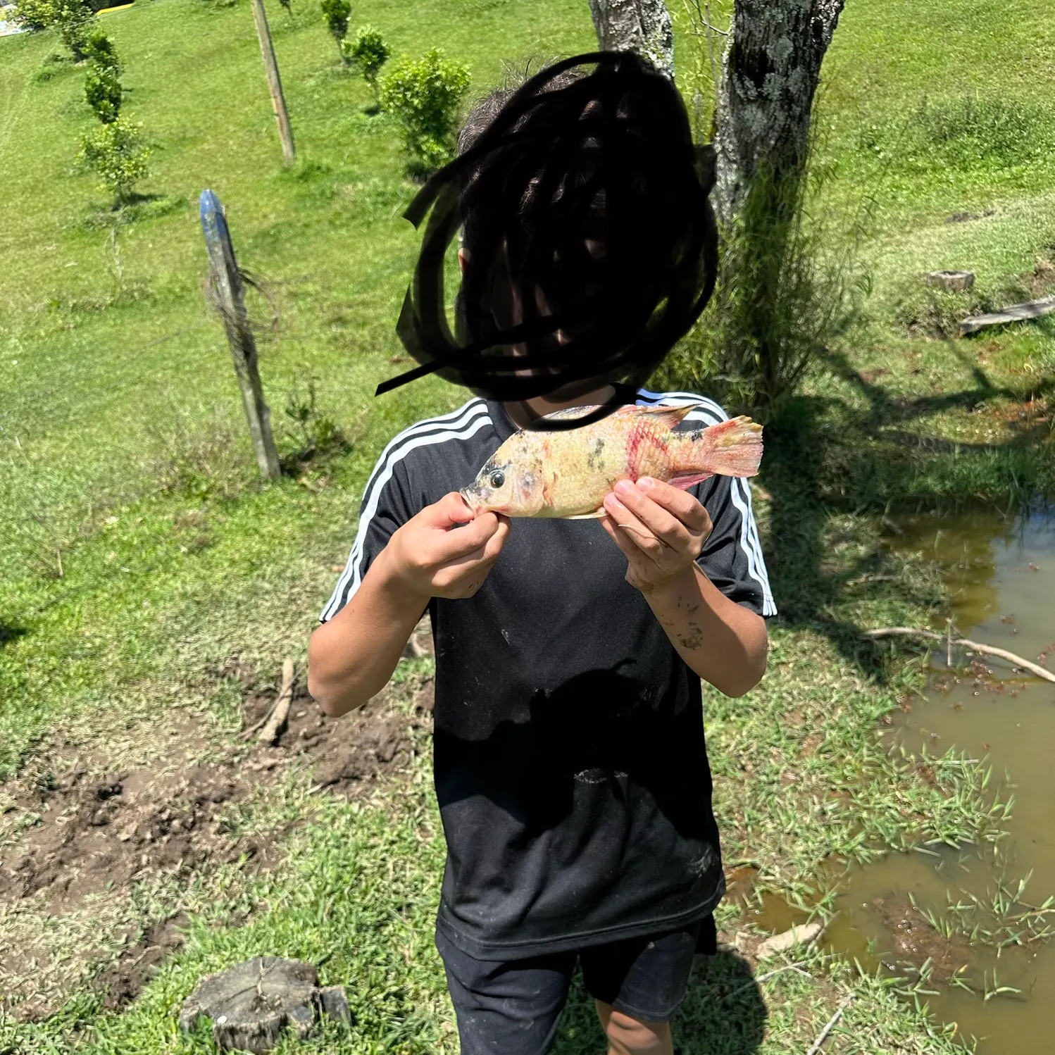 The most recent Red tilapia catches on Fishbrain