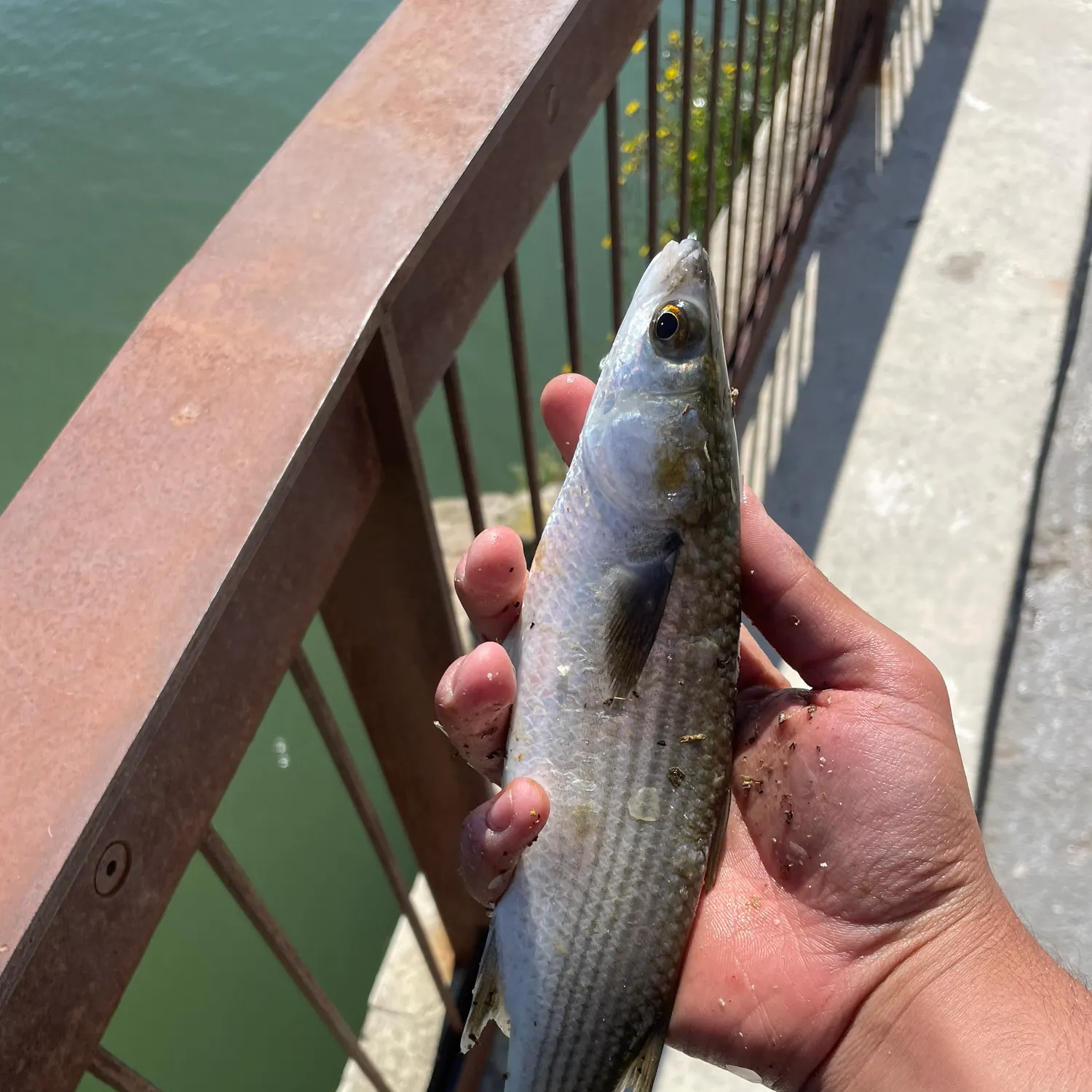 The most recent Thicklip grey mullet catches on Fishbrain