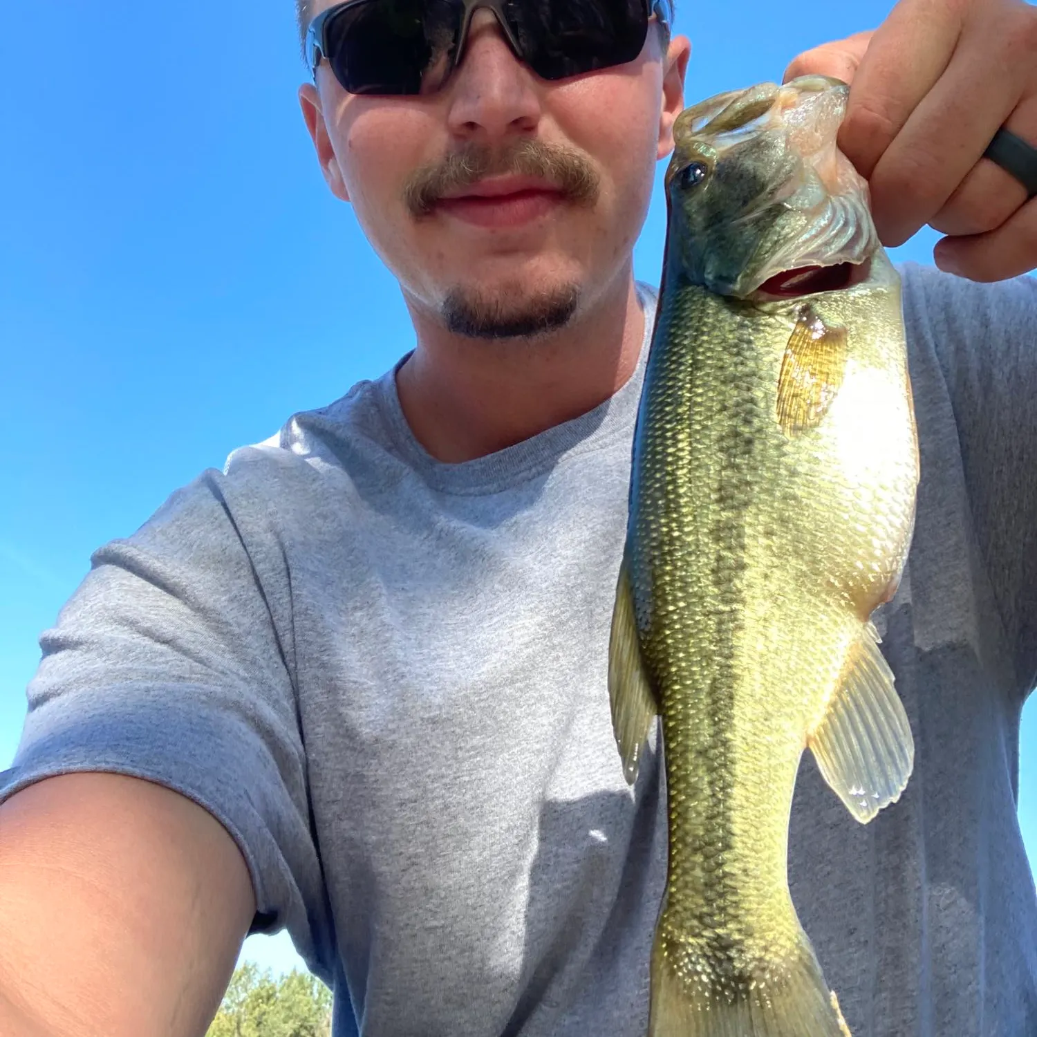 Largemouth bass caught on Fishbrain