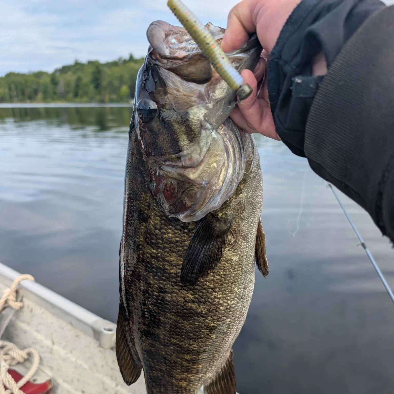 Smallmouth bass caught on Fishbrain