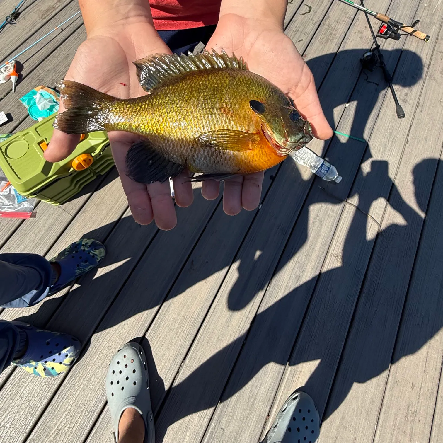Bluegill caught on Fishbrain