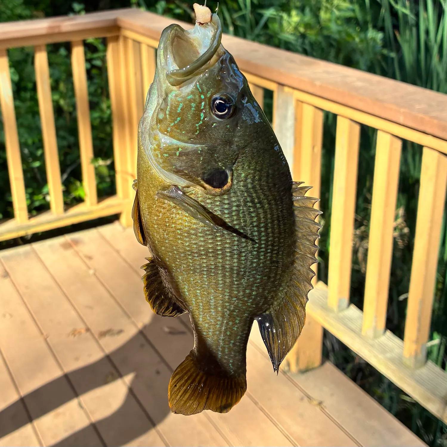 Green sunfish caught on Fishbrain